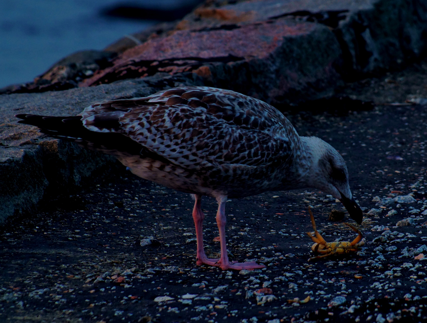 Möwe beim Abendessen2