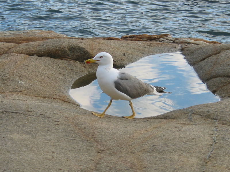 Möwe beim Abendspaziergang