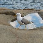 Möwe beim Abendspaziergang