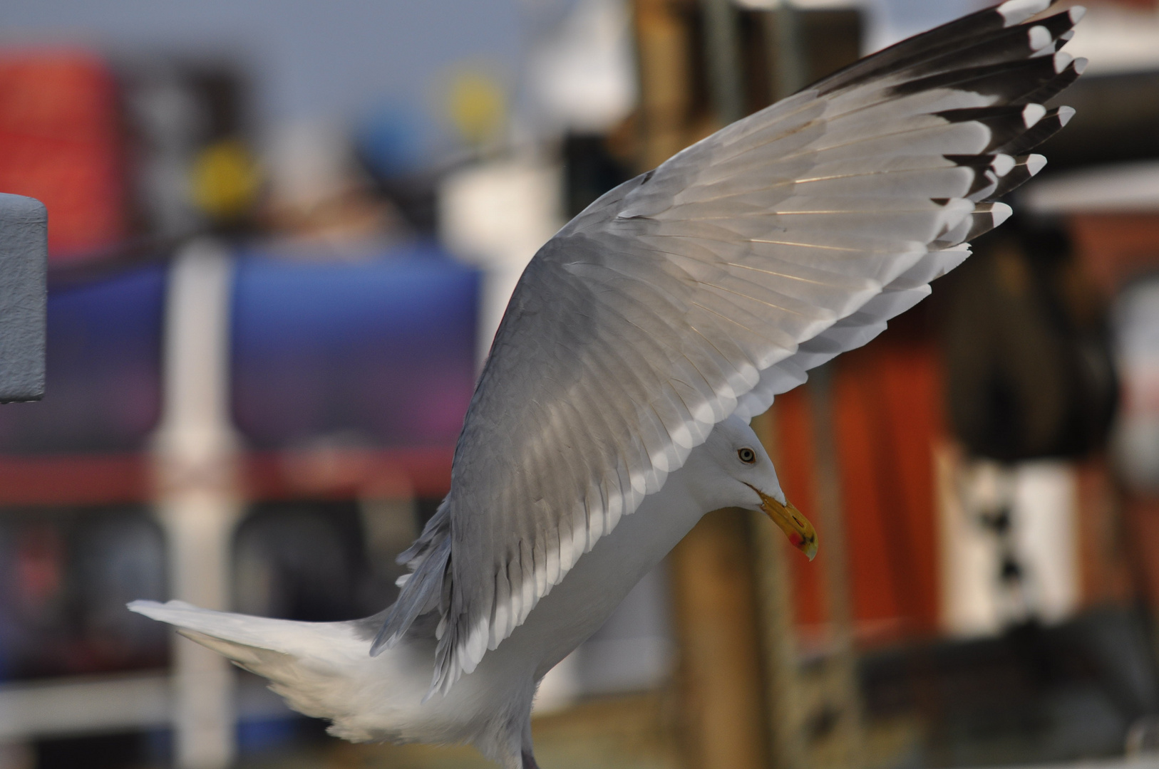 Möwe beim Abflug