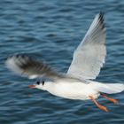 Möwe beim Abflug