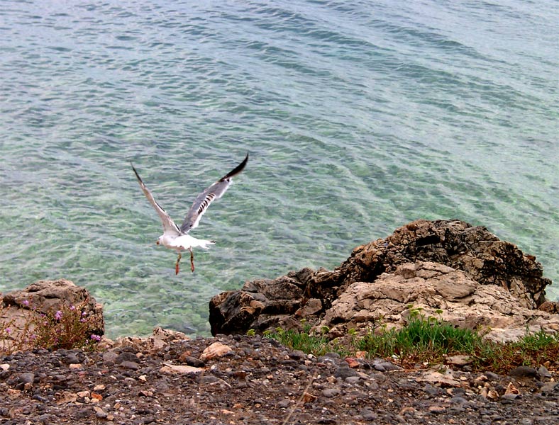 Möwe beim Abflug