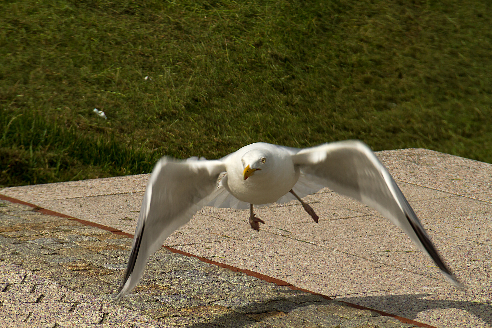 Möwe beim Abflug