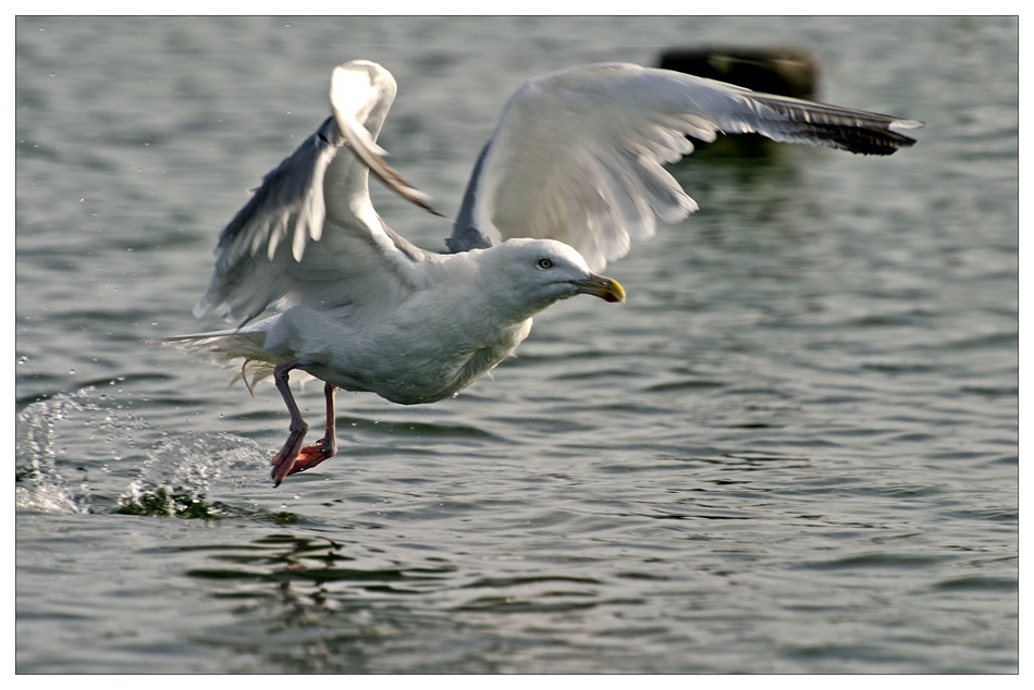 Möwe beim Abflug