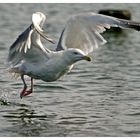 Möwe beim Abflug