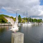 Möwe beim Abflug