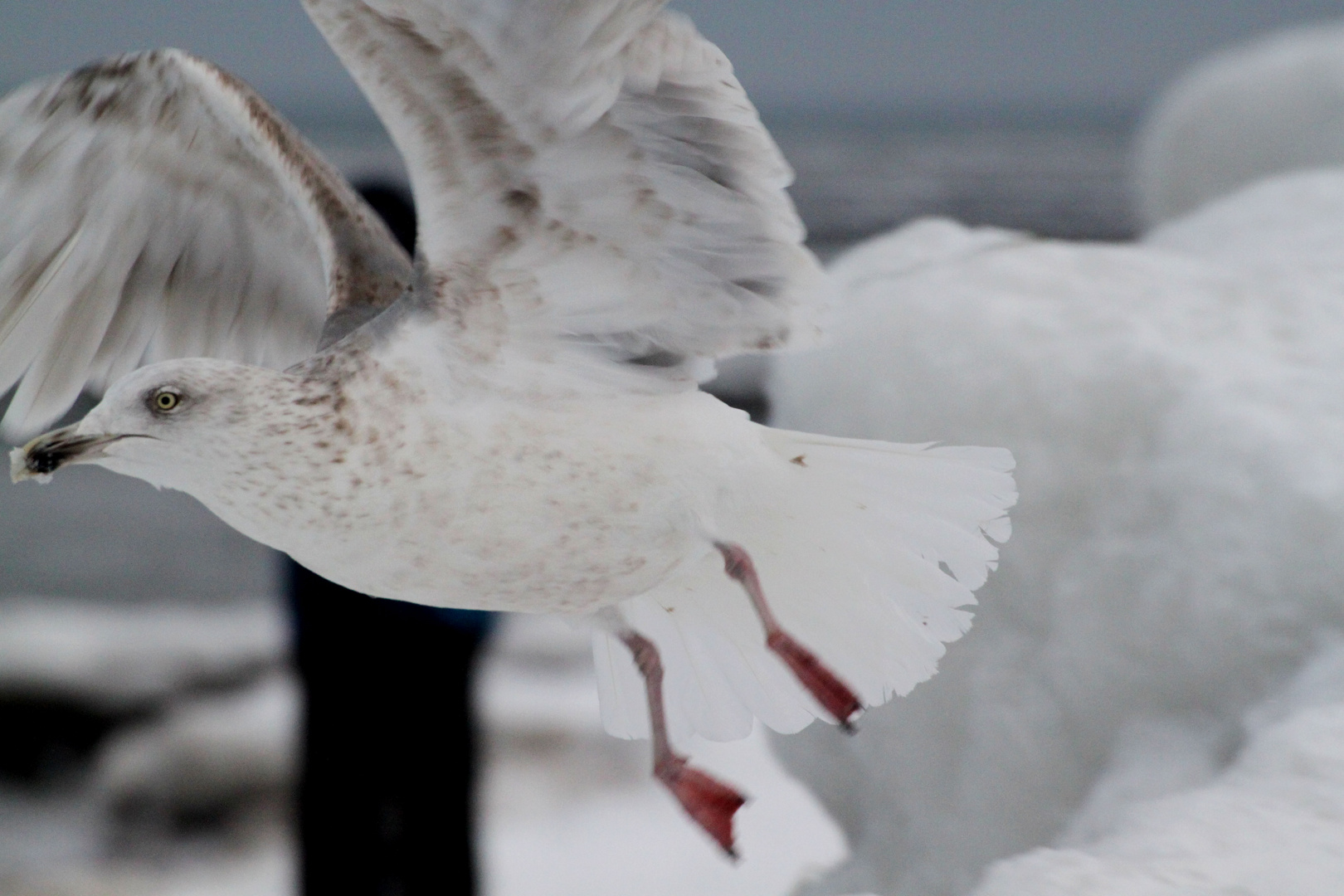 Möwe beim Abflug