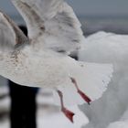 Möwe beim Abflug