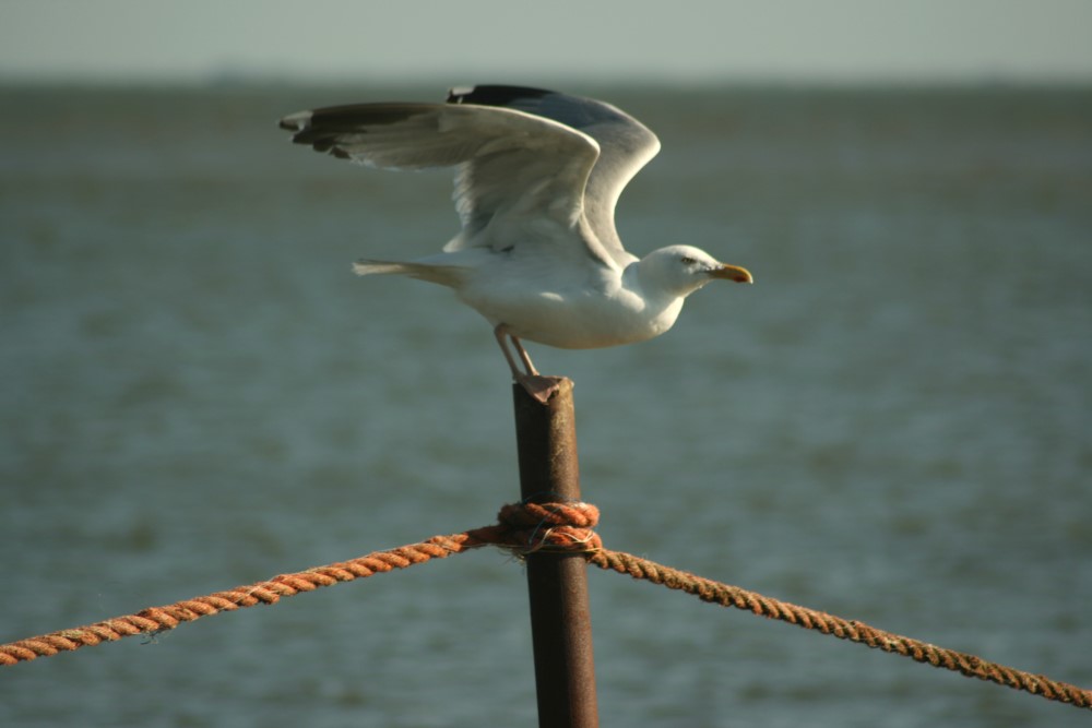 Möwe beim Abflug