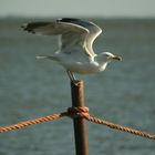 Möwe beim Abflug