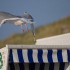 Möwe beim abheben;-)