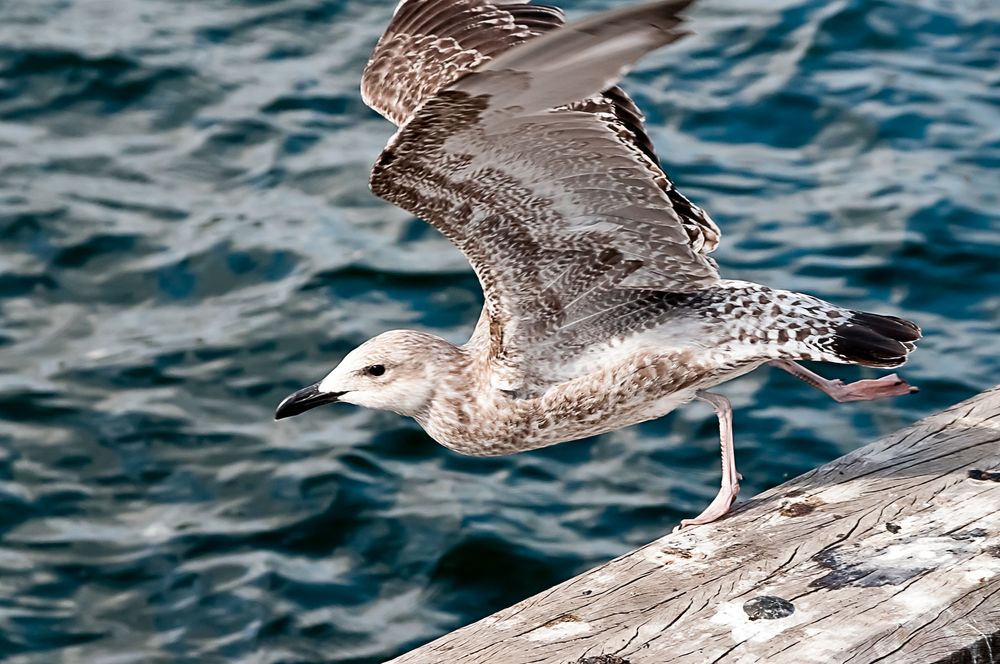 Möwe beim Absprung