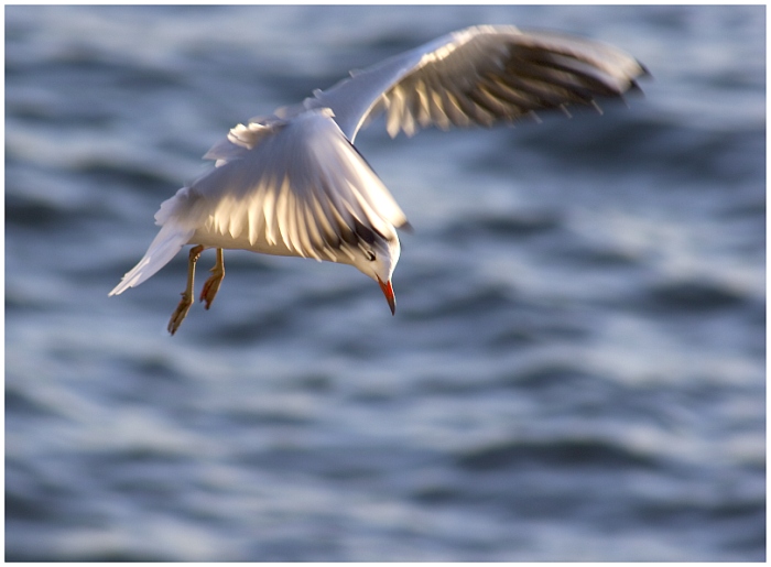 Möwe beim "anvisieren" der Beute