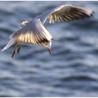 Möwe beim "anvisieren" der Beute