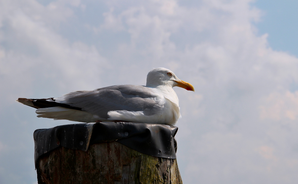 Möwe beim Ausruhen