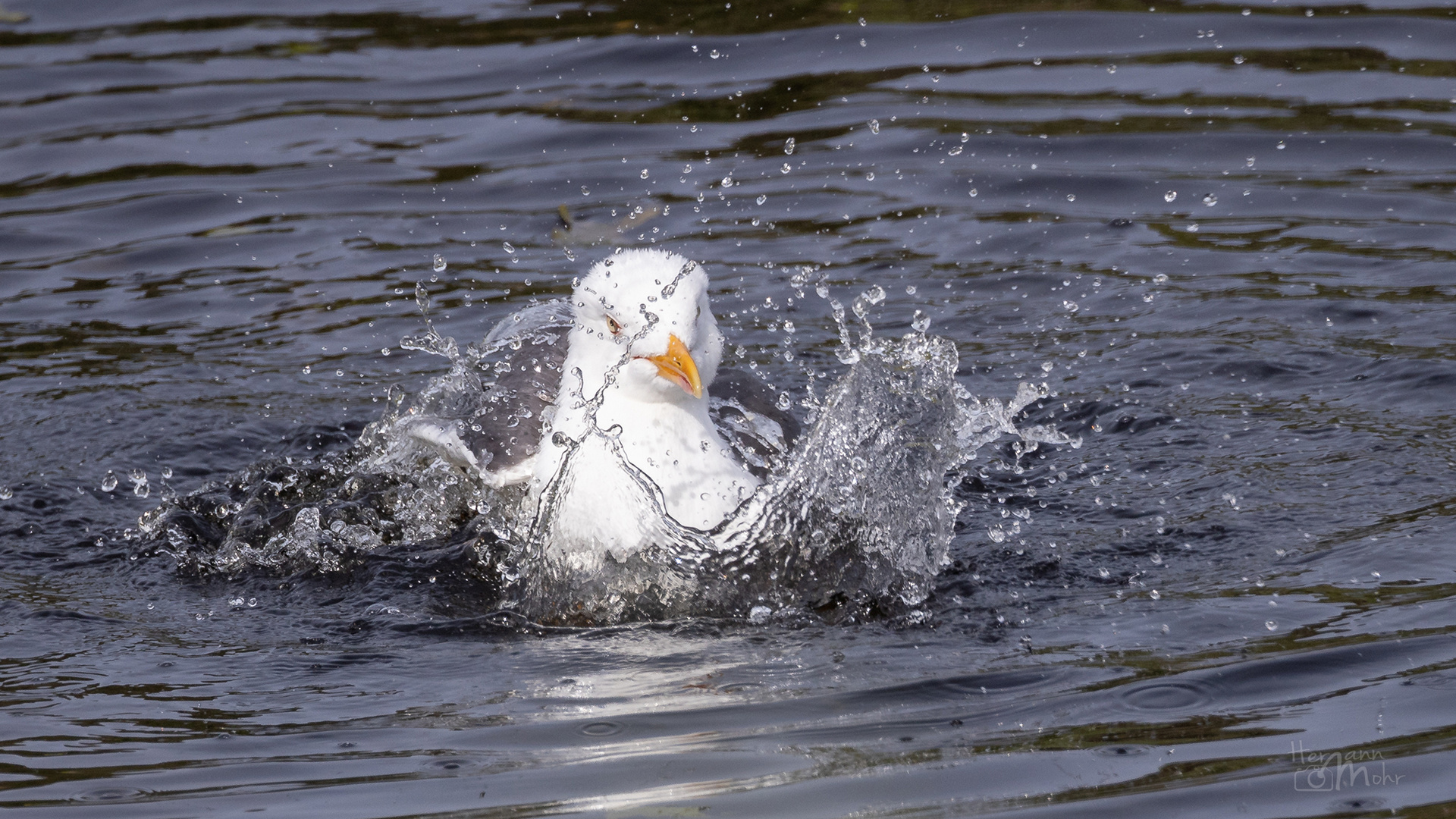 Möwe beim Baden