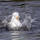 Möwe beim Baden