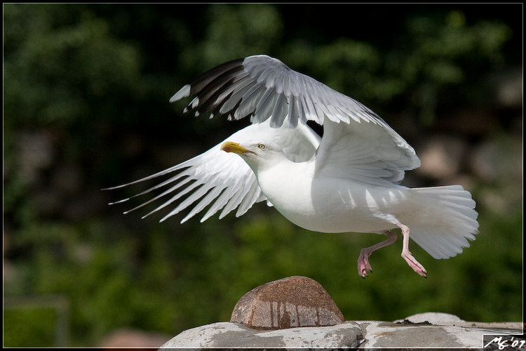 Möwe beim Blitzstart