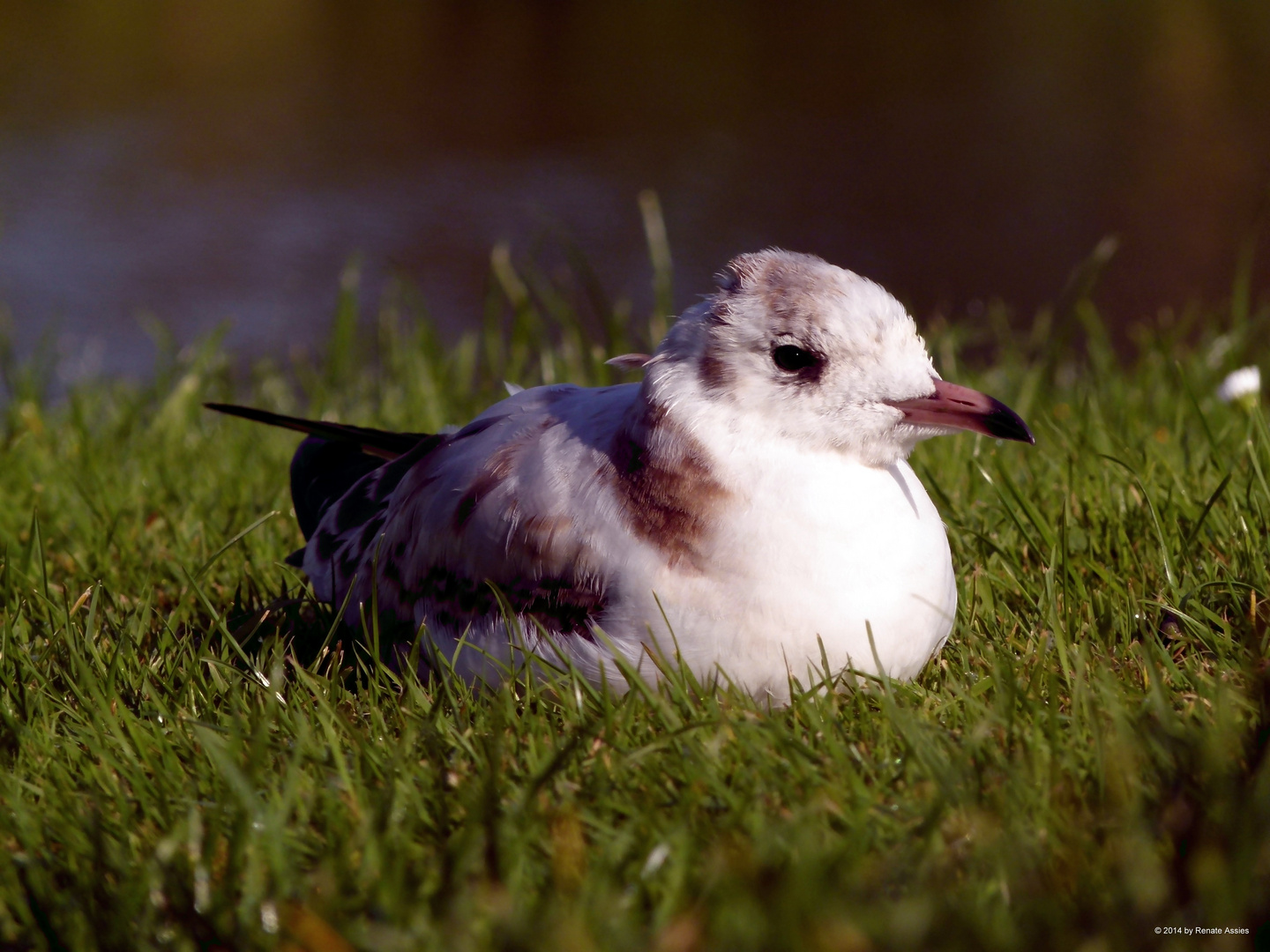 Möwe beim chillen