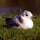 Möwe beim chillen