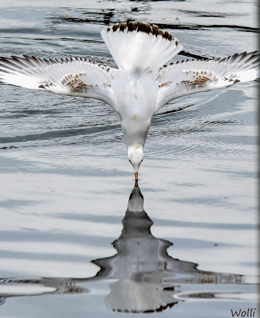 Möwe beim Eintauchen 