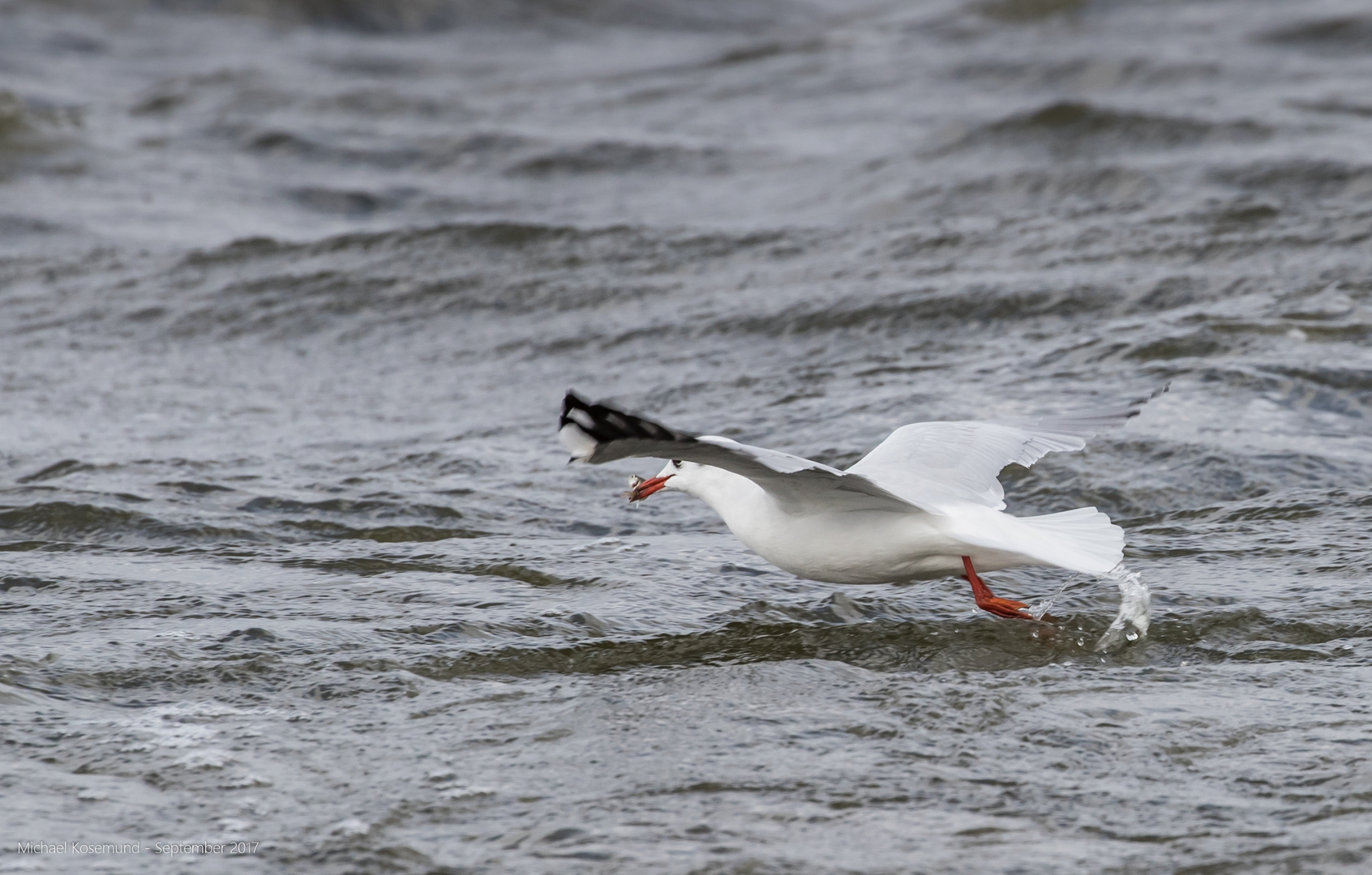 Möwe beim Fischen