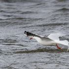 Möwe beim Fischen