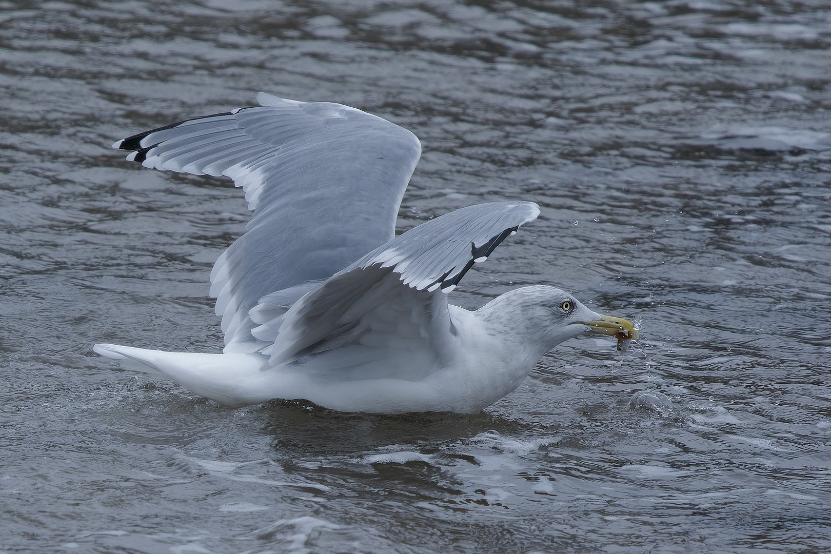 Möwe beim fischen