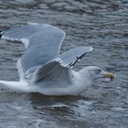 Möwe beim fischen