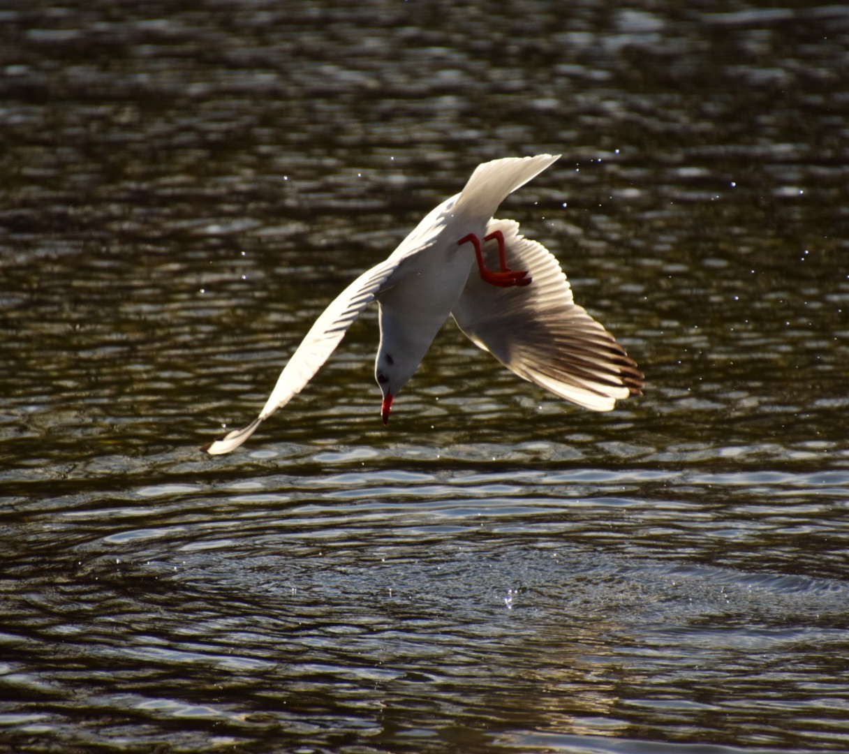 Möwe beim Fischen 