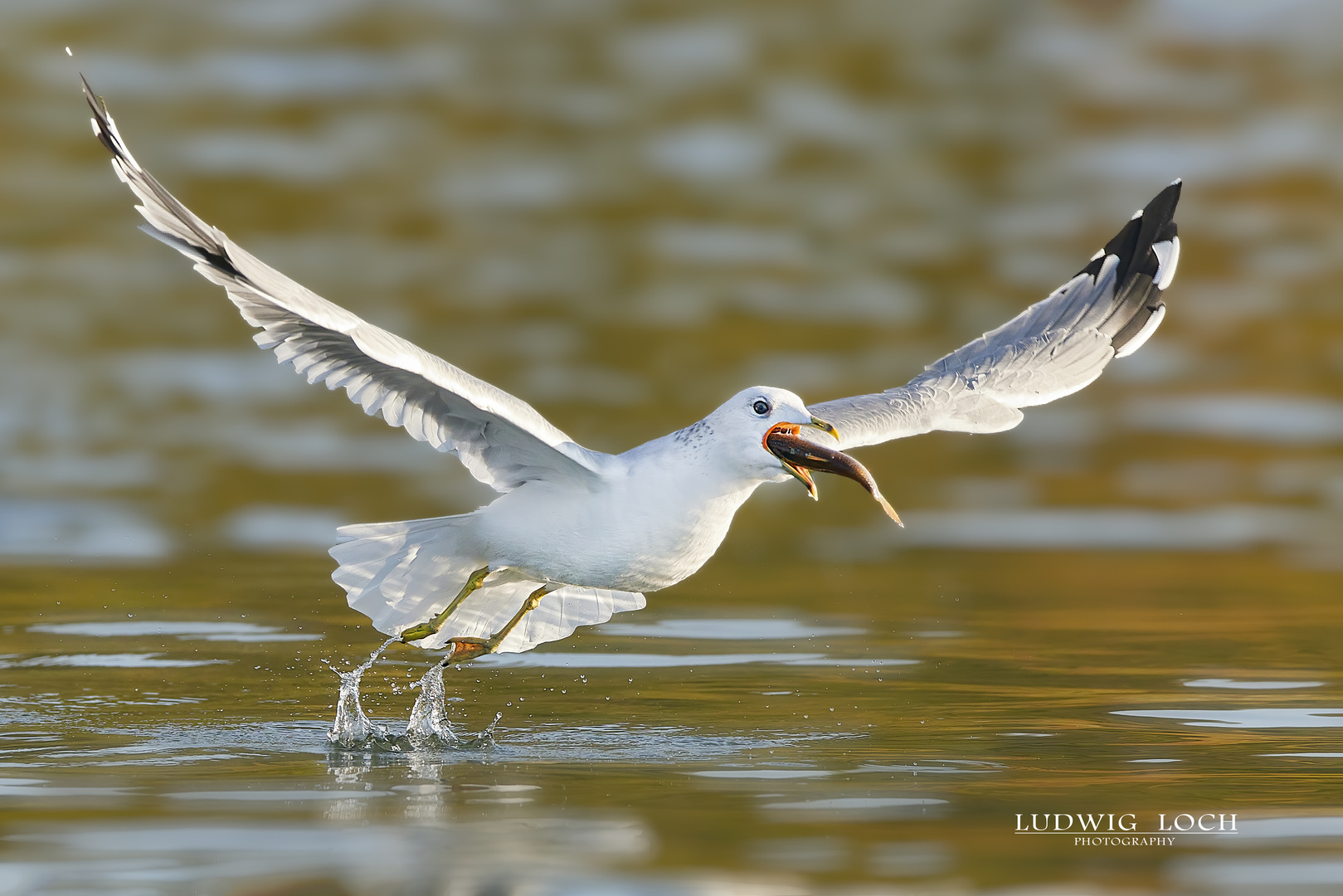 Möwe beim Fischfang