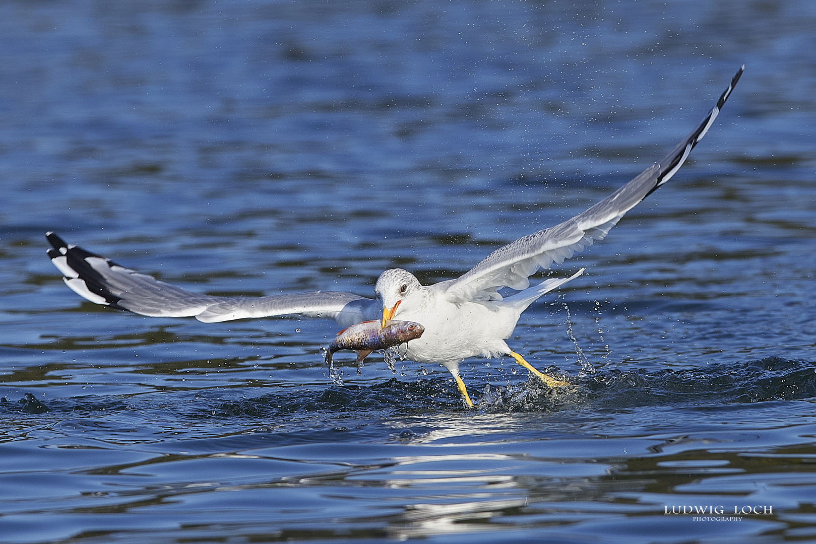 Möwe beim Fischfang 2