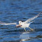 Möwe beim Fischfang 2