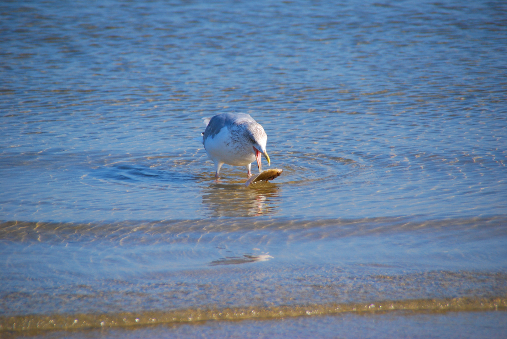 Möwe beim Fischfang