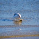 Möwe beim Fischfang