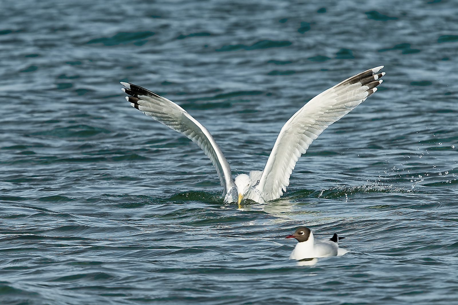 Möwe beim Fischfang.