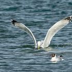 Möwe beim Fischfang.