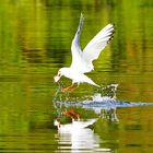 Möwe beim Fischfang