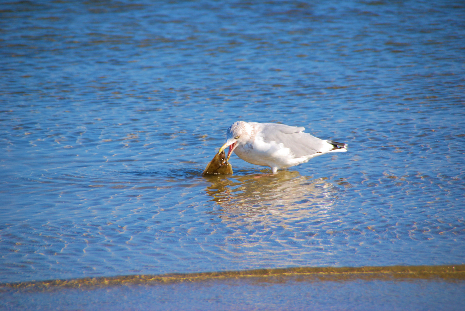 Möwe beim Fischfang am Strand