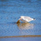 Möwe beim Fischfang am Strand