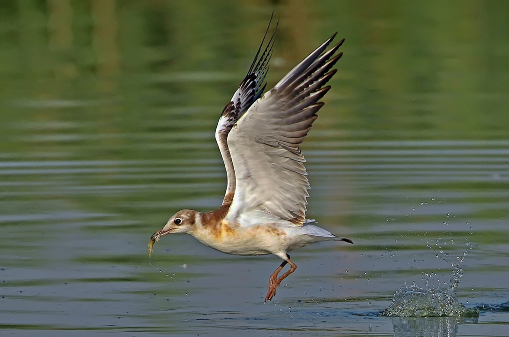 Möwe beim Fischfang