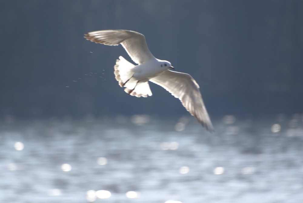 Möwe beim flug