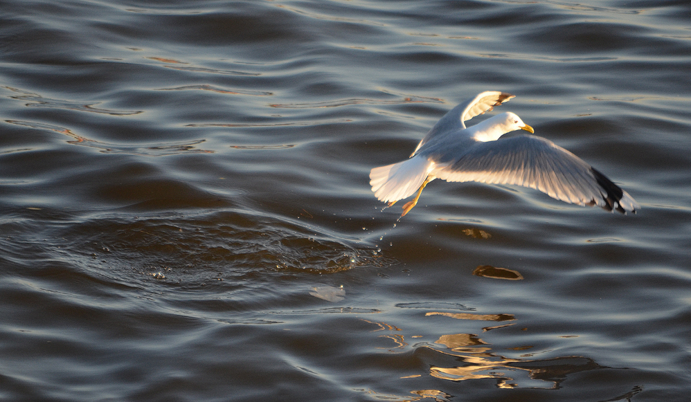 Möwe beim Flugstart