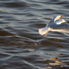 Möwe beim Flugstart