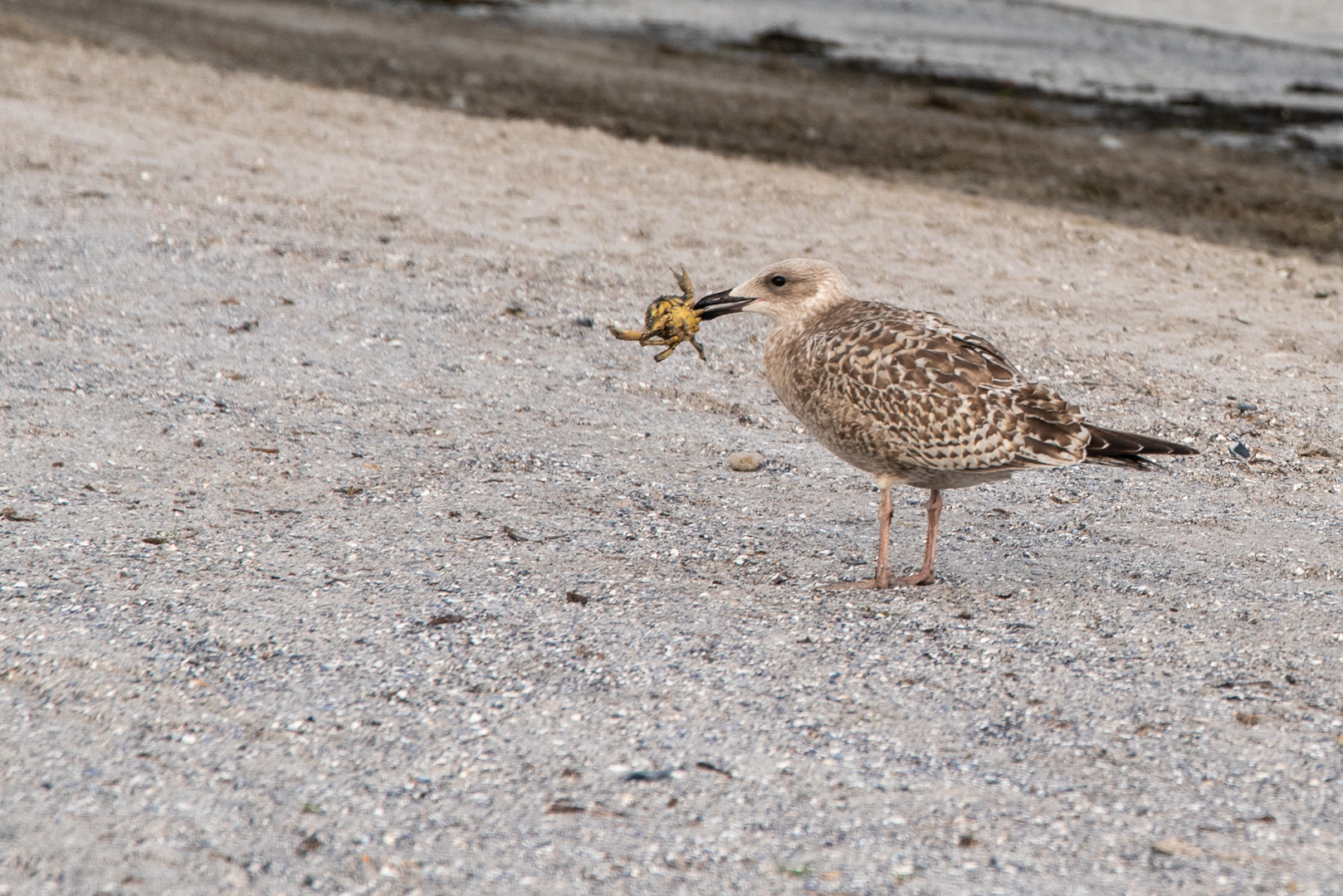 Möwe beim Fressen