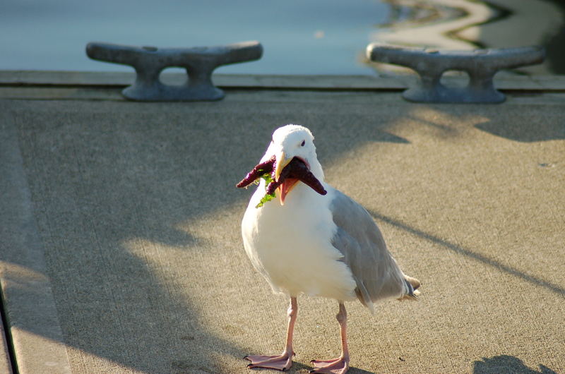 Möwe beim Frühstück