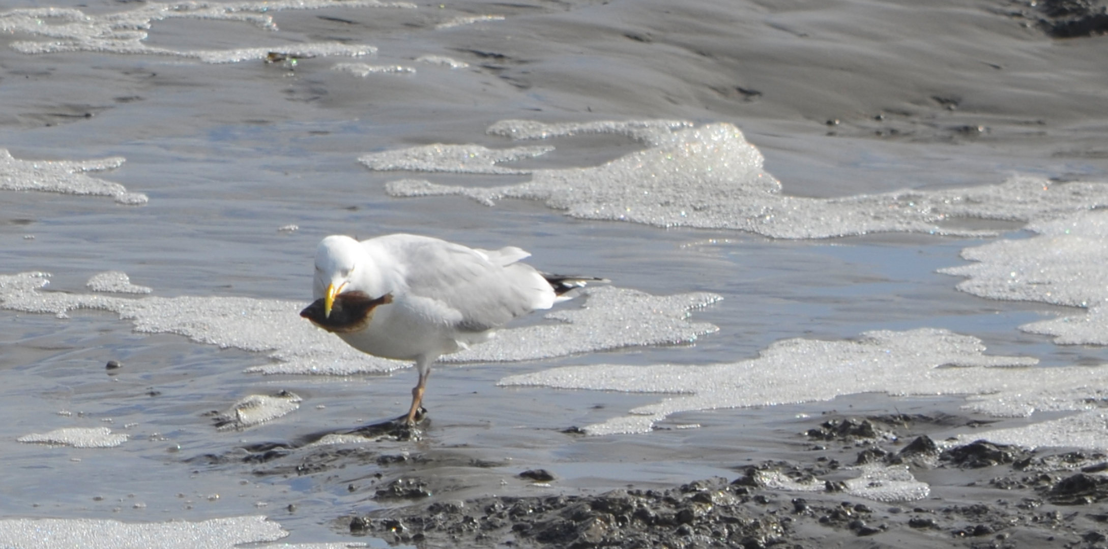 Möwe beim Frühstück