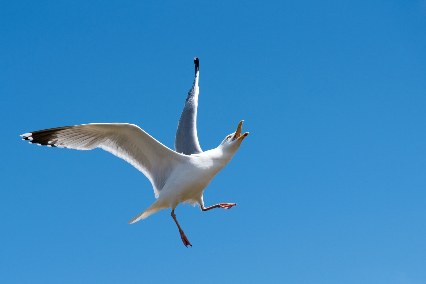 Möwe beim Kunstflug