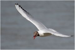 Möwe beim lachen?