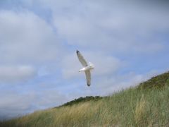 möwe beim landen